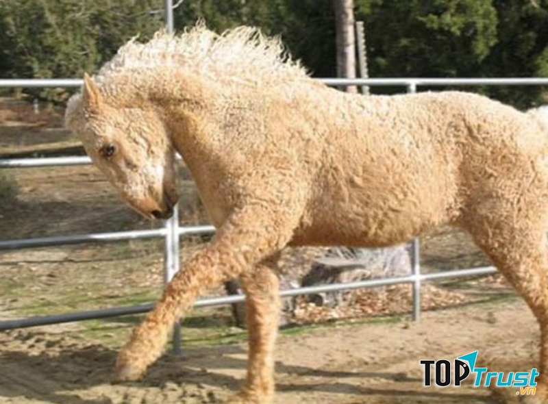 Ngựa lông xoăn Bashkir