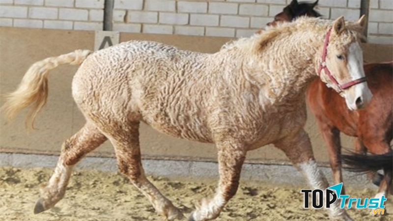 Ngựa lông xoăn Bashkir