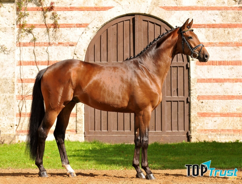 Ngựa Trakehner