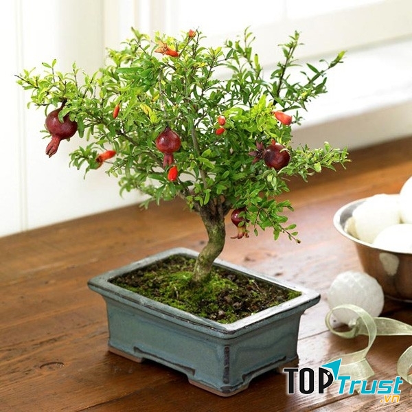 Người tuổi Dần nên chọn chậu cây xanh