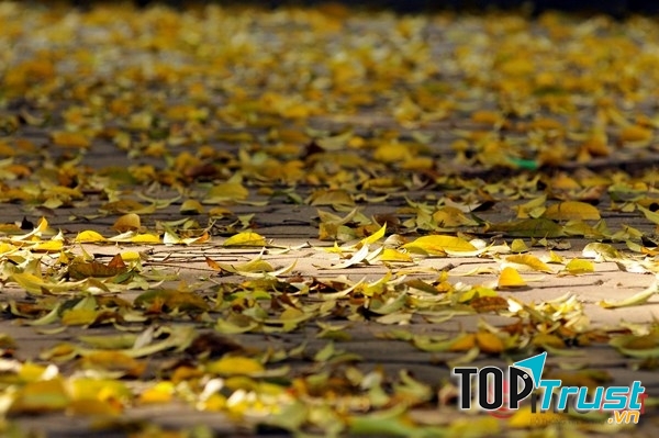 Đẹp nhưng đượm buồn