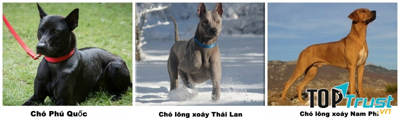 Chó Phú Quốc là một trong ba giống chó có xoáy lưng trên thế giới