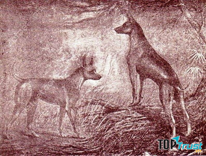 Tranh minh họa hai chú chó Phú Quốc Chuối và Xoài trong cuốn sách “Les races de chiens”