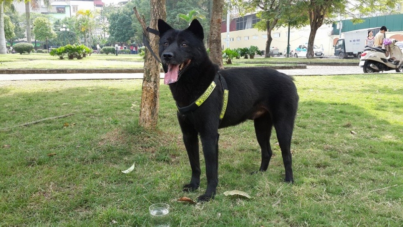 H'Mông cộc là một giống chó săn cổ