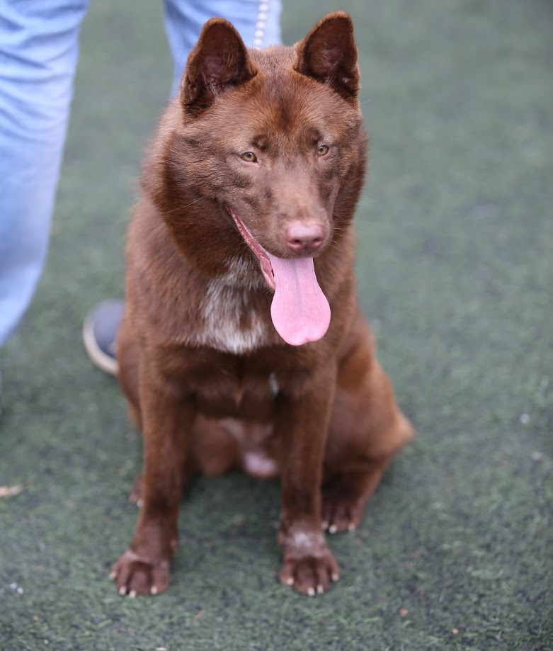 Chúng được các dân tộc vùng cao thuần hóa và nuôi dưỡng từ cách đây rất lâu