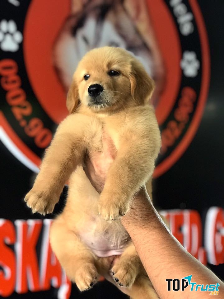 Nguyễn Thành Kennels