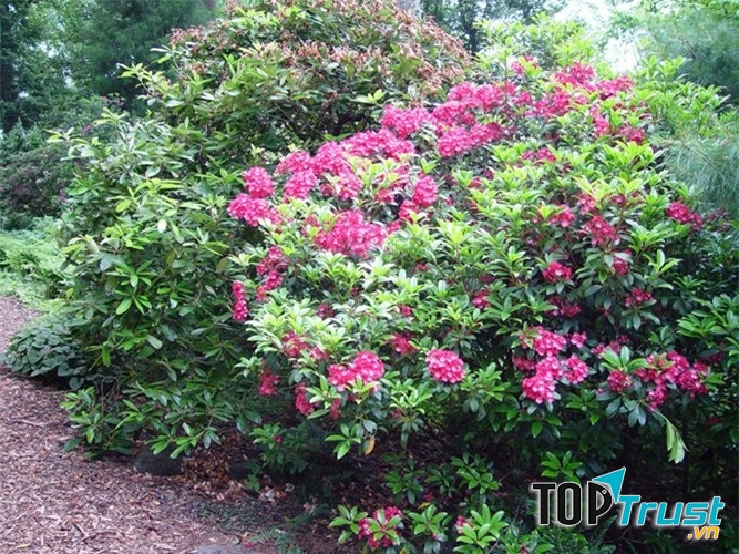 Nguyệt quế núi,