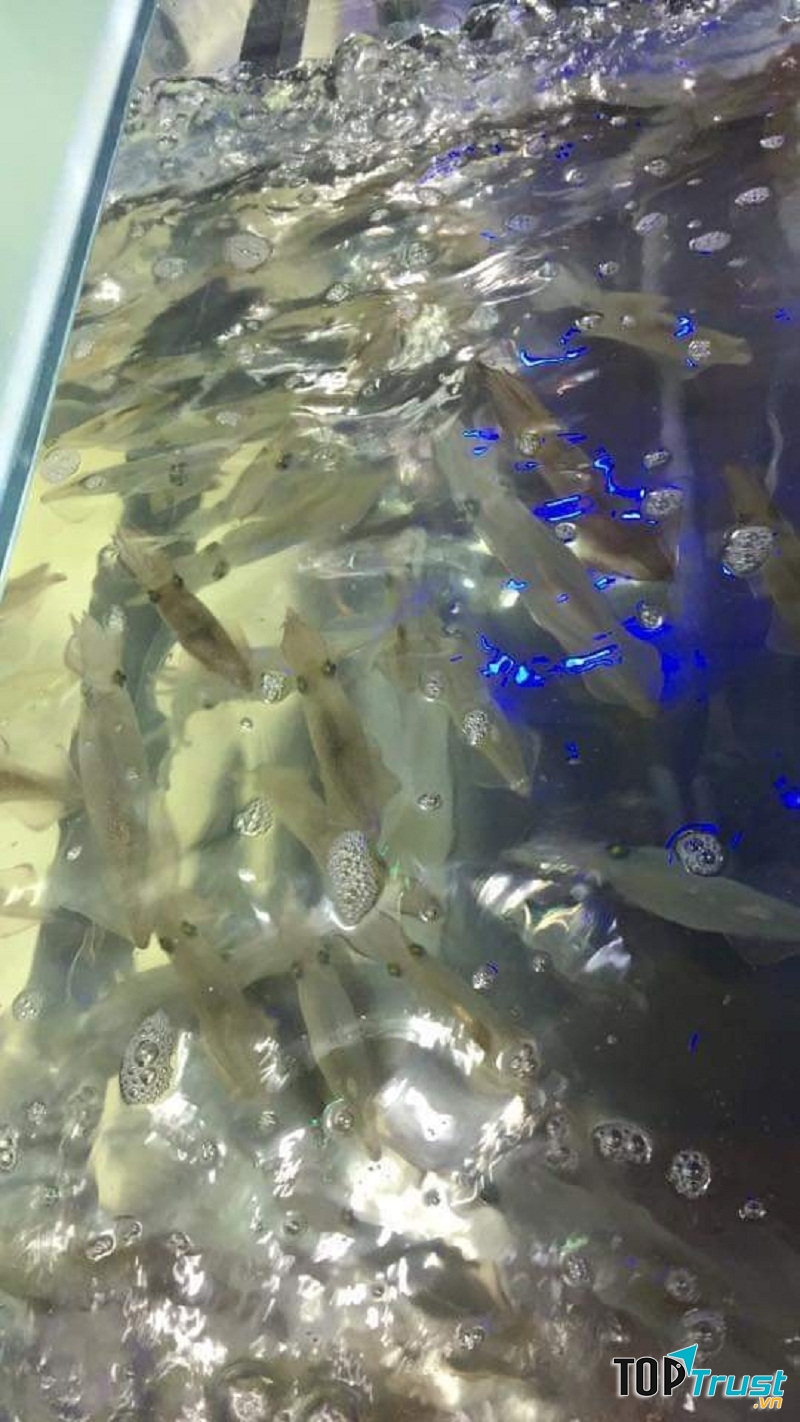 Mực còn bơi trong bể