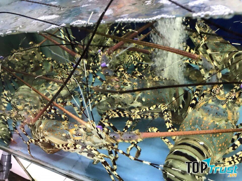 Hải sản tươi sống được đưa về hàng ngày, luôn đảm bảo chất lượng tốt nhất