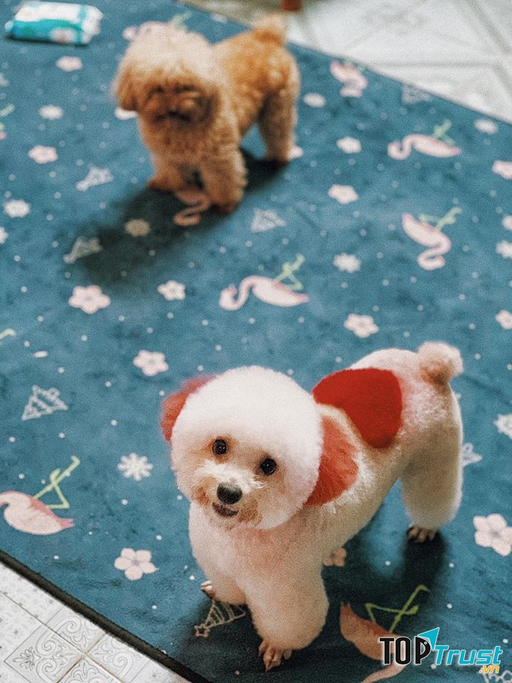 Nhà Pet Liti