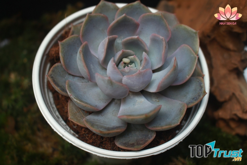 Nhà sen đá - Succulents House