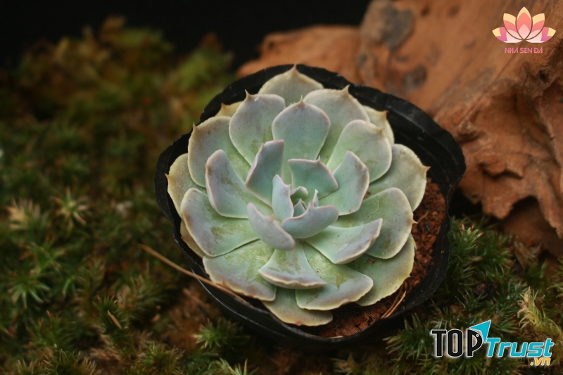 Nhà sen đá - Succulents House