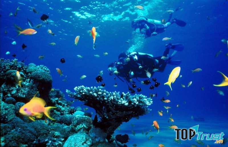 Lặn biển ở Nha Trang