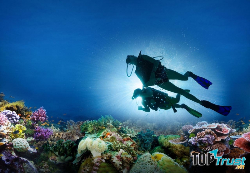 Đến Nha Trang ngắm san hô tuyệt đẹp