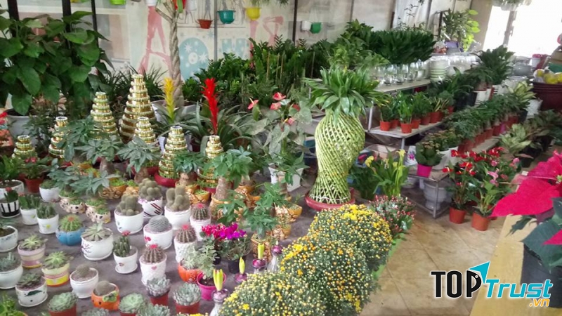 Cây cảnh tại Nhà vườn Lan Hương