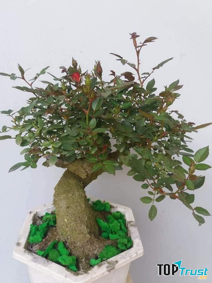 Cây cảnh tại Nhà vườn Lan Hương