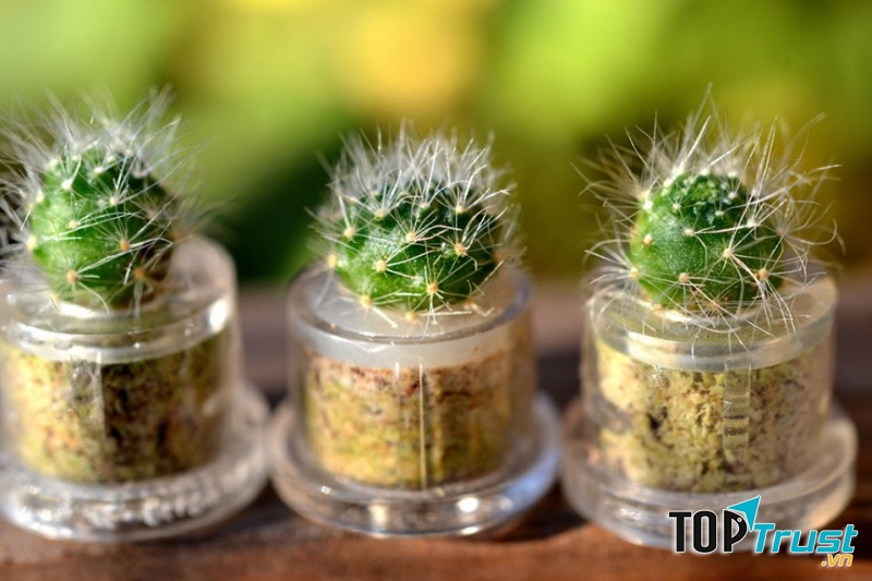 Nhà Vườn Xương Rồng Huế