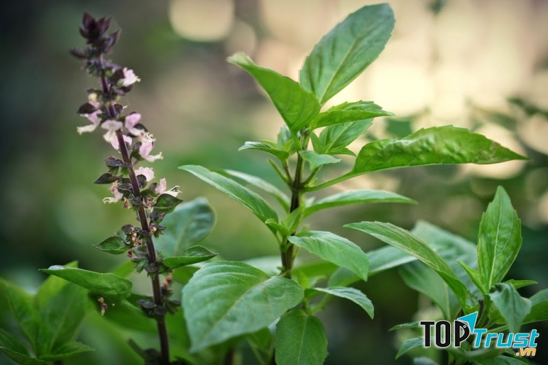 Lá húng quế có tác dụng trị đau rát họng hiệu quả