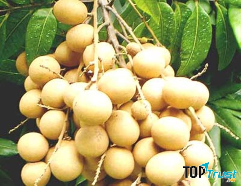 Nhãn lồng Hưng Yên