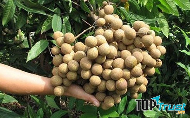 Nhãn lồng Hưng Yên