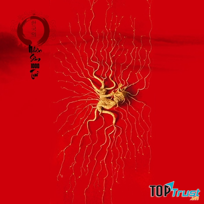 Nhân sâm đá hoang dã 1000 năm tuổi