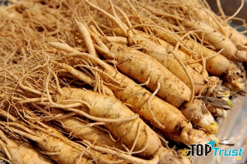 Nhân sâm luôn là sản phẩm hữu ích đối với mỗi người