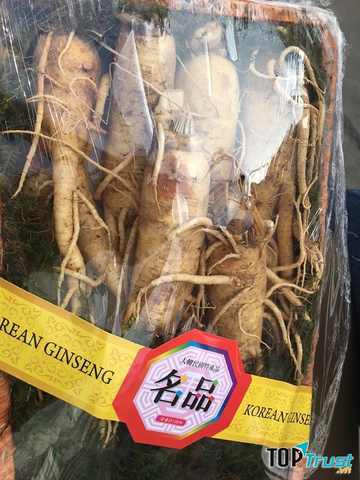 Nhân sâm củ tươi