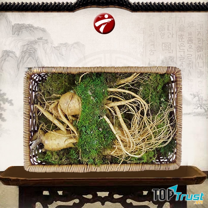 Nhân sâm tươi Hàn Quốc 2 củ/kg