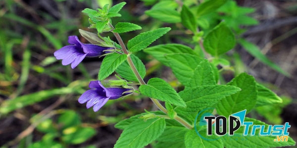 Cây nhân trần với tác dụng giải độc gan hiệu quả