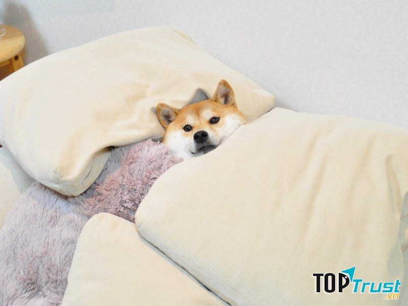 Nhân viên thử đồ gia dụng - Nguồn: Sưu tầm