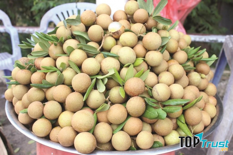 Nhãn xuồng cơm vàng
