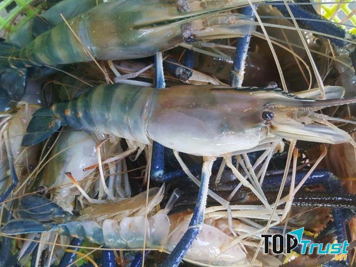 Tôm Càng Xanh tươi