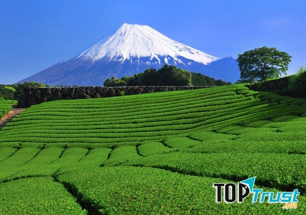 Trà xanh chiếm 99,9% sản lượng trà của Nhật