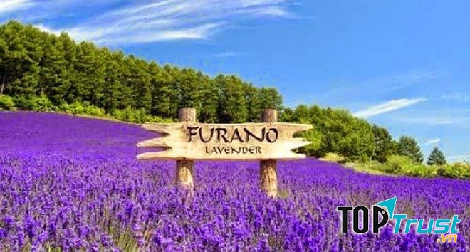 Nông trại Furano ở Nhật Bản