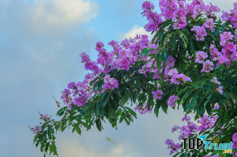 Một chủ đề quen thuộc của thơ ca