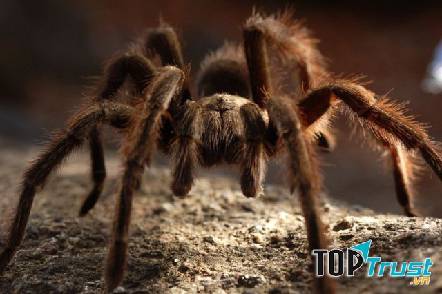 Con nhện Tarantula