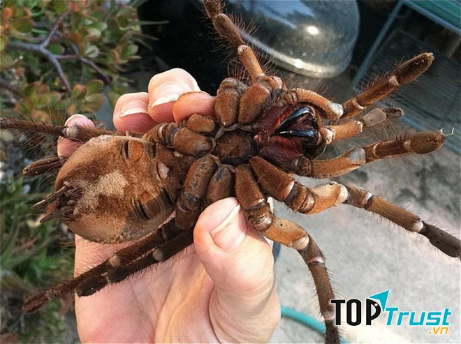 Nhện Goliath Birdeater (nhện ăn chim)