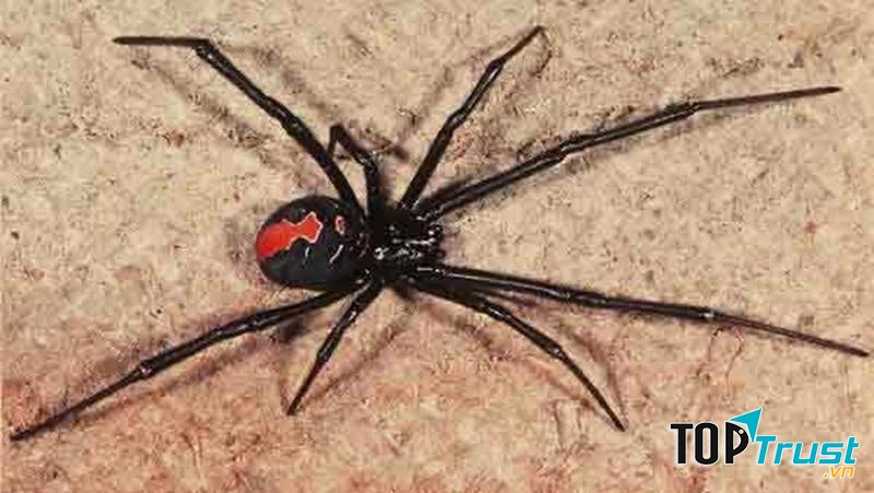 Nhện đực lưng đỏ úc là kẻ si tình bậc nhất trong họ các loài nhện.