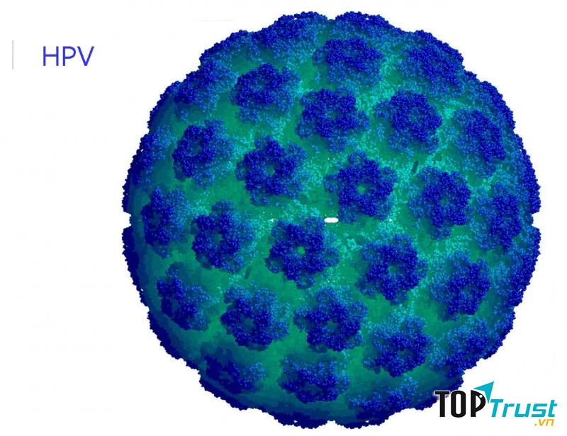Virus HPV - thủ phạm chính gây ung thư cổ tử cung