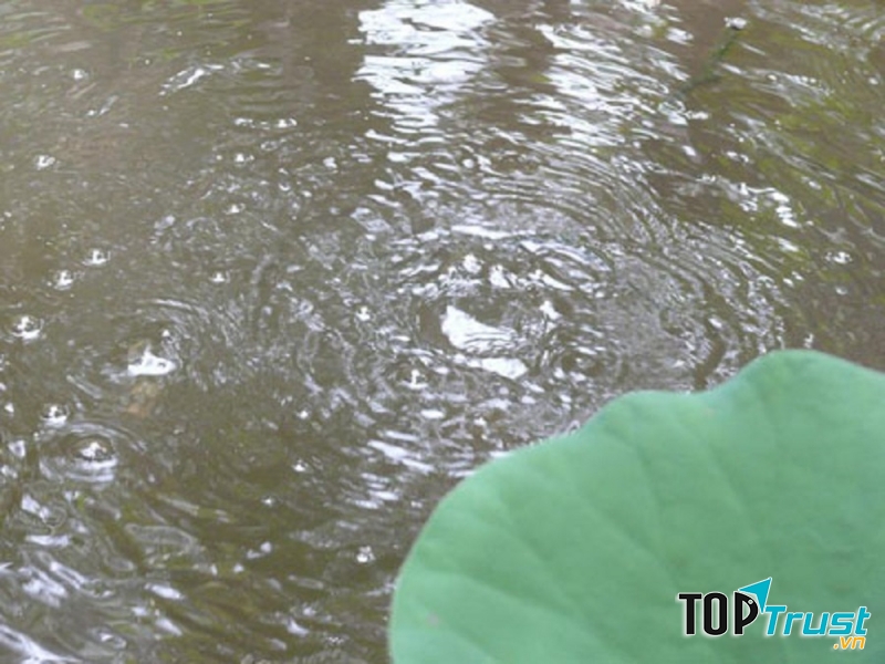 Mặt nước có gợn sóng, luôn sủi bọt chắc chắn sẽ có nhiều cá