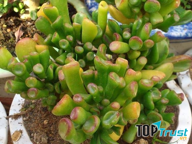 Sen đá ống điếu