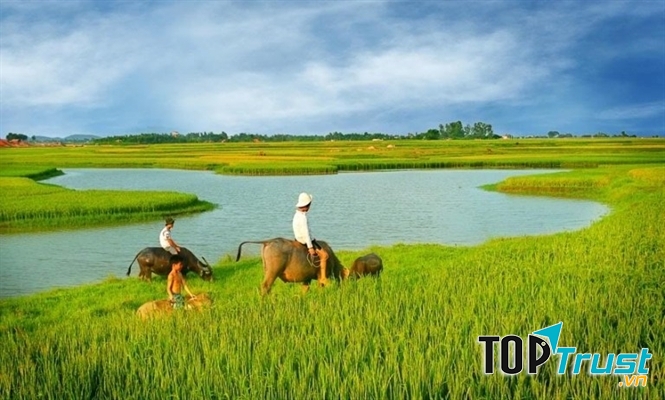 Những cánh đồng lúa đẹp miên man