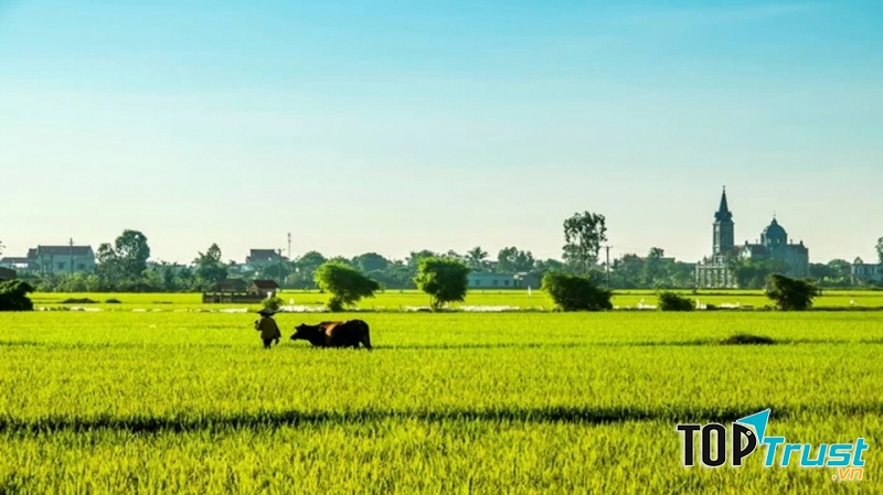 Những cánh đồng lúa đẹp miên man