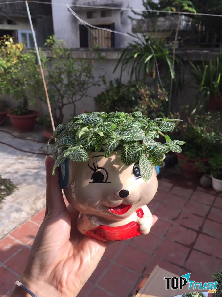 Những chậu cây xinh xắn