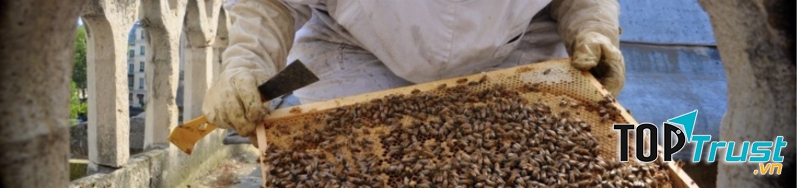 Những chú ong trong Nhà thờ Đức Bà Paris