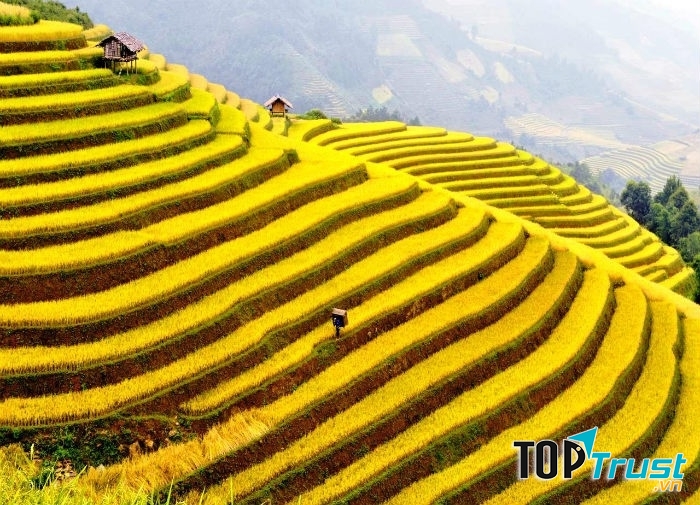 Mùa lúa tại Sapa