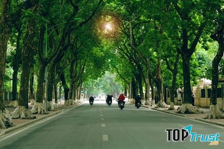 Nắng chiếu trên hai hàng cây xanh
