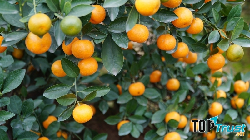 Những trái quất vàng ươm sai trĩu cành.