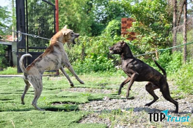 Chó Phú Quốc rất gan dạ và dũng mãnh