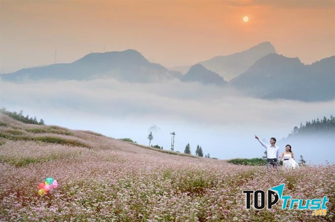 Những vườn hoa Tam Giác Mạch